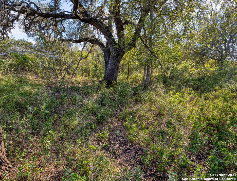 00 Utopia Forest Dhanis TX 78850