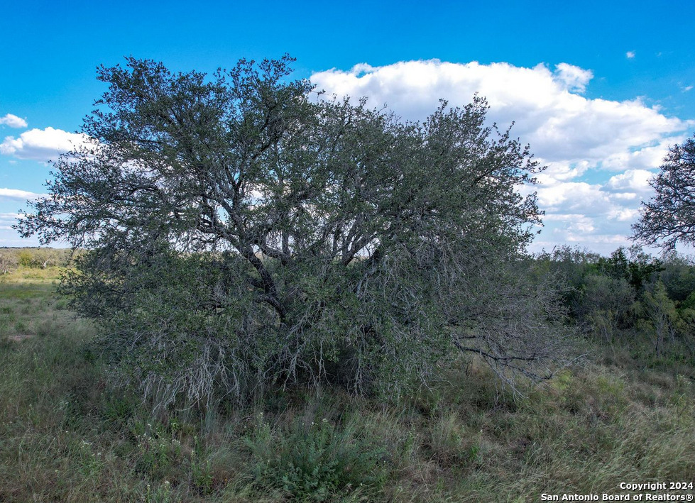 00 Utopia Forest Dhanis TX 78850