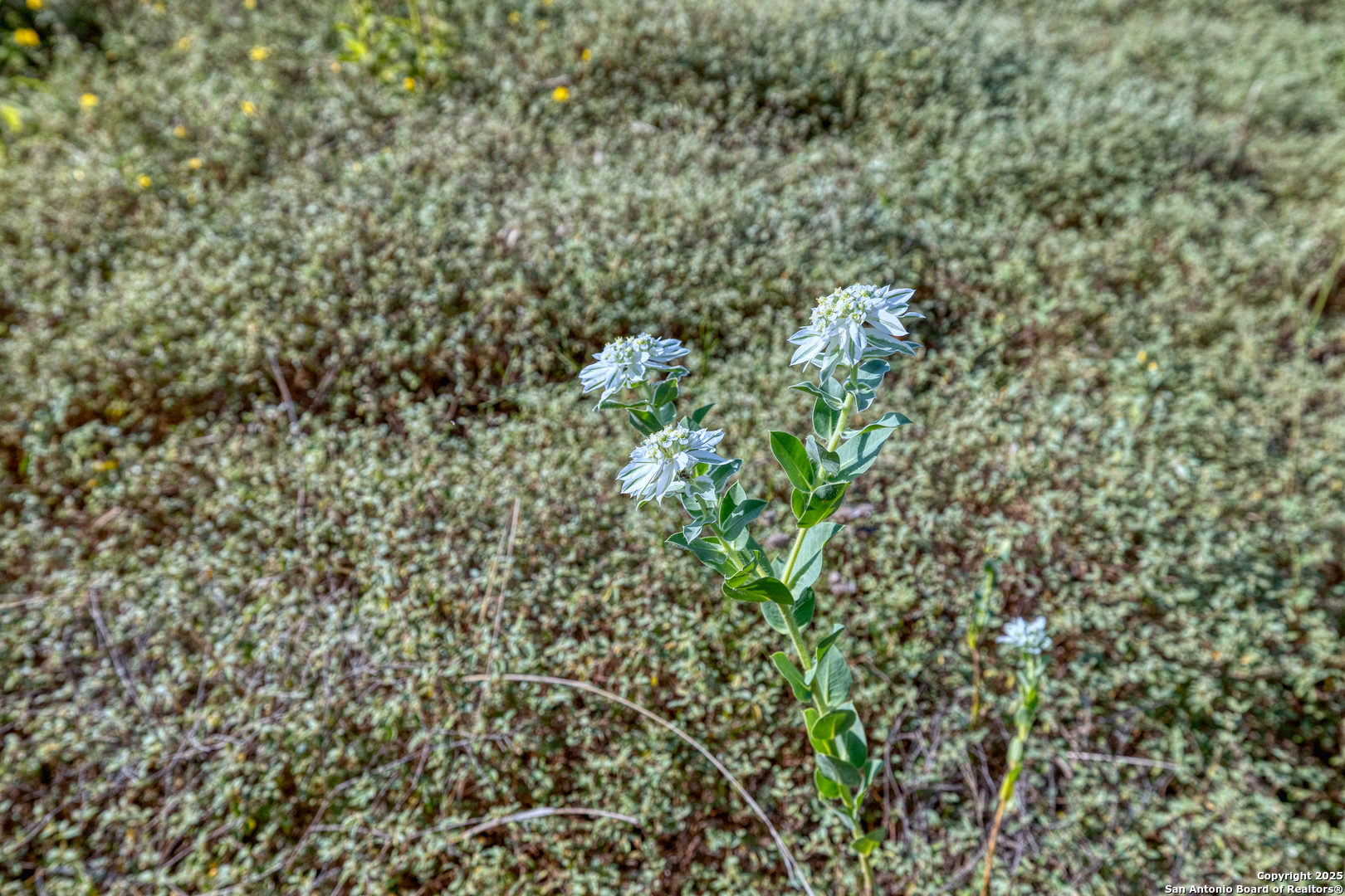 1 Utopia Forest Dhanis TX 78850