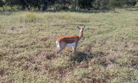 1 Utopia Forest Dhanis TX 78850
