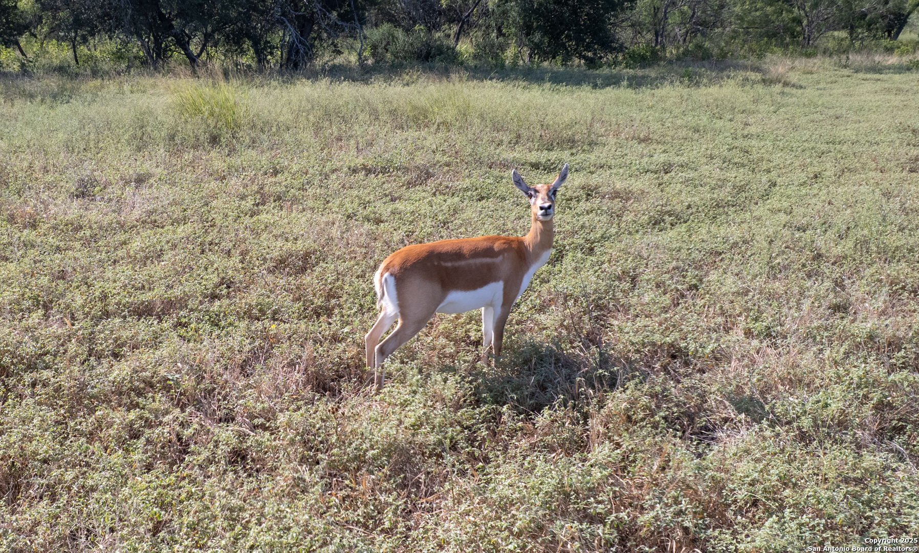 1 Utopia Forest Dhanis TX 78850