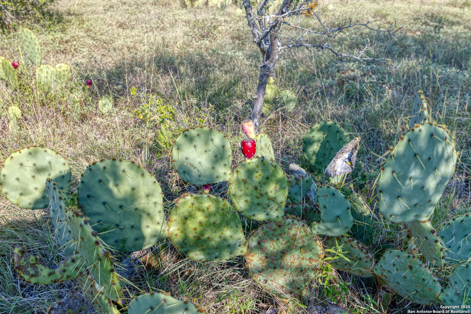 1 Utopia Forest Dhanis TX 78850