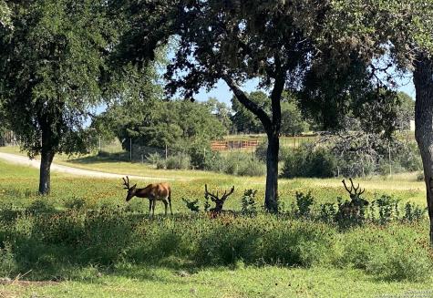 Lot 56 Red Stag Lane Pipe Creek TX 78063