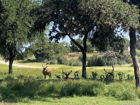 Lot 56 Red Stag Lane Pipe Creek TX 78063