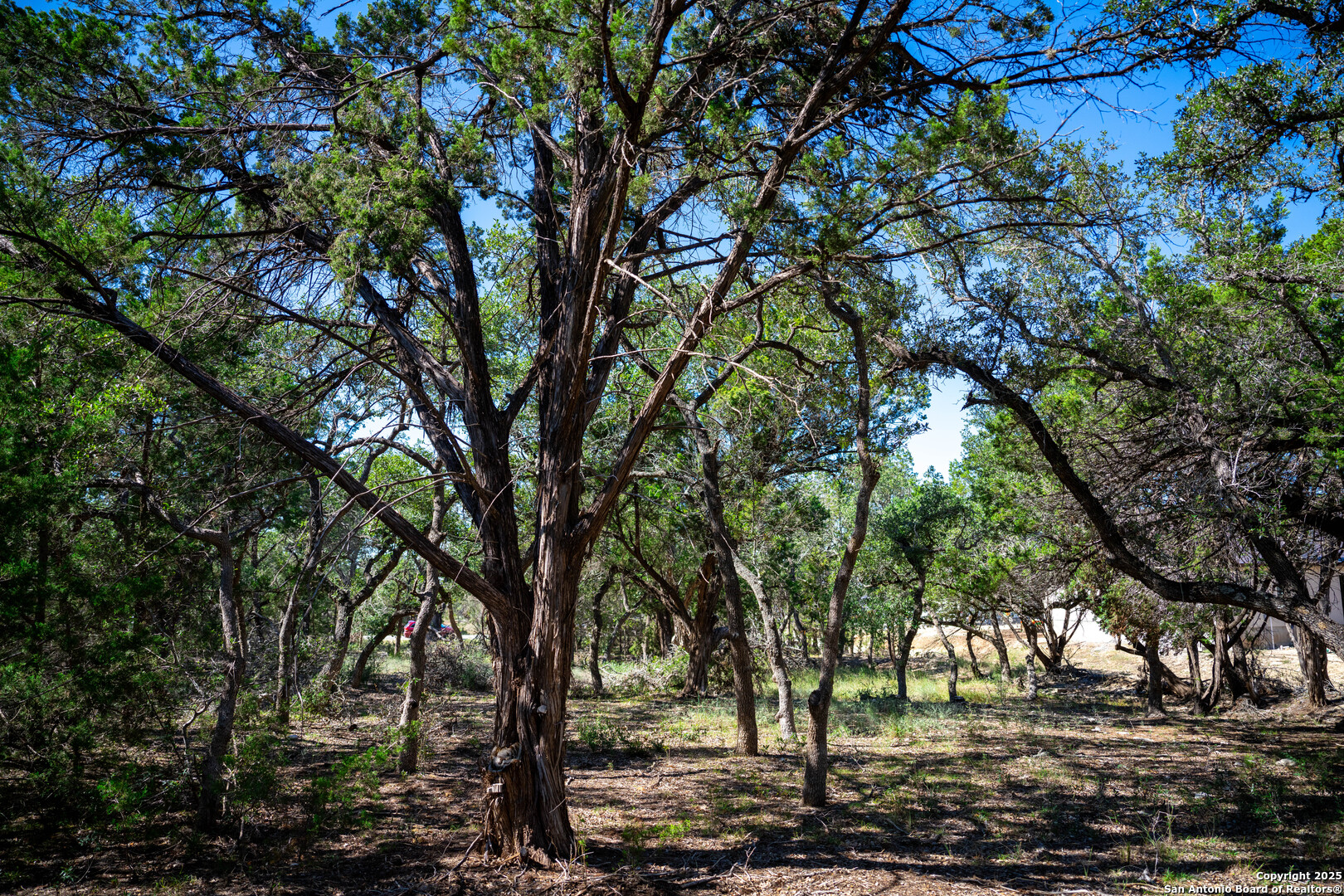 34720 Ansley Ridge Bulverde TX 78163
