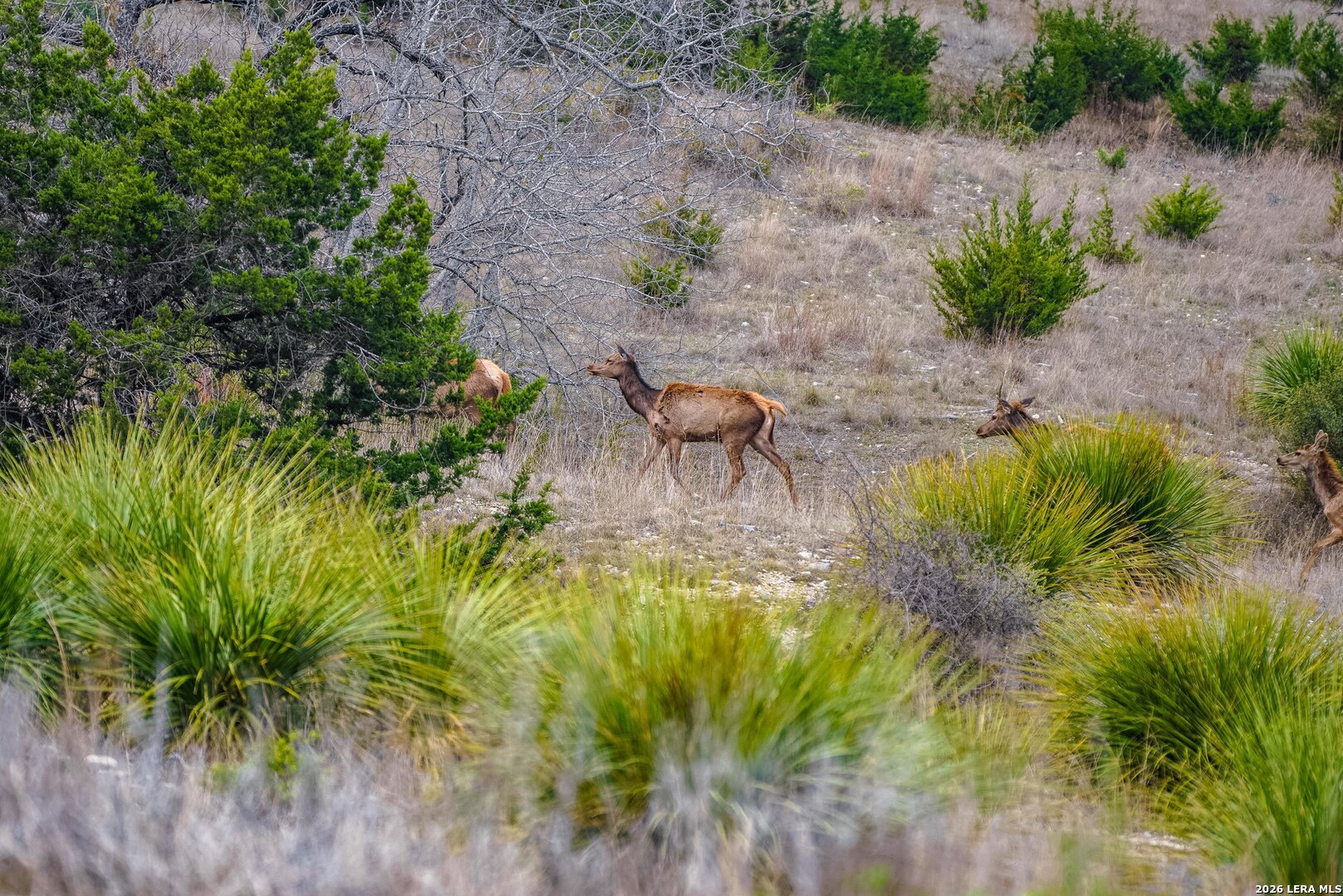 496 Red Stag Pipe Creek TX 78003