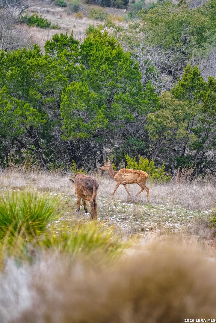 496 Red Stag Pipe Creek TX 78003