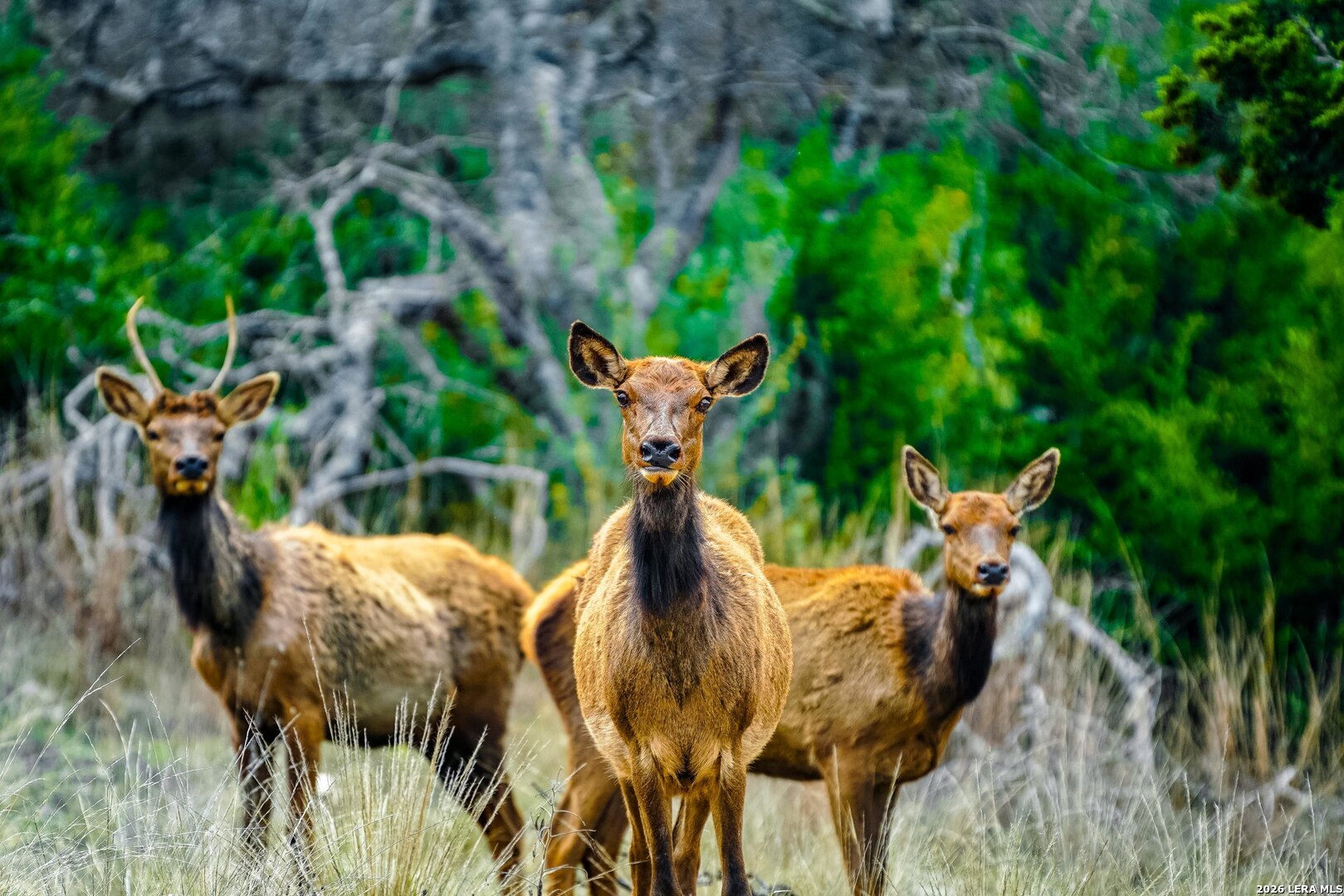 496 Red Stag Pipe Creek TX 78003