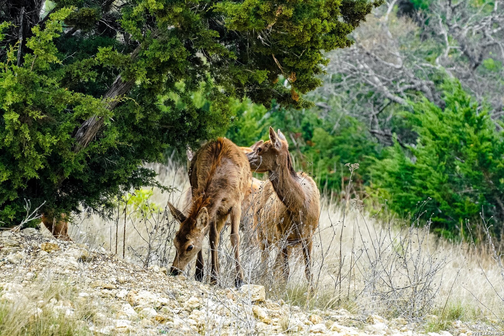 496 Red Stag Pipe Creek TX 78003