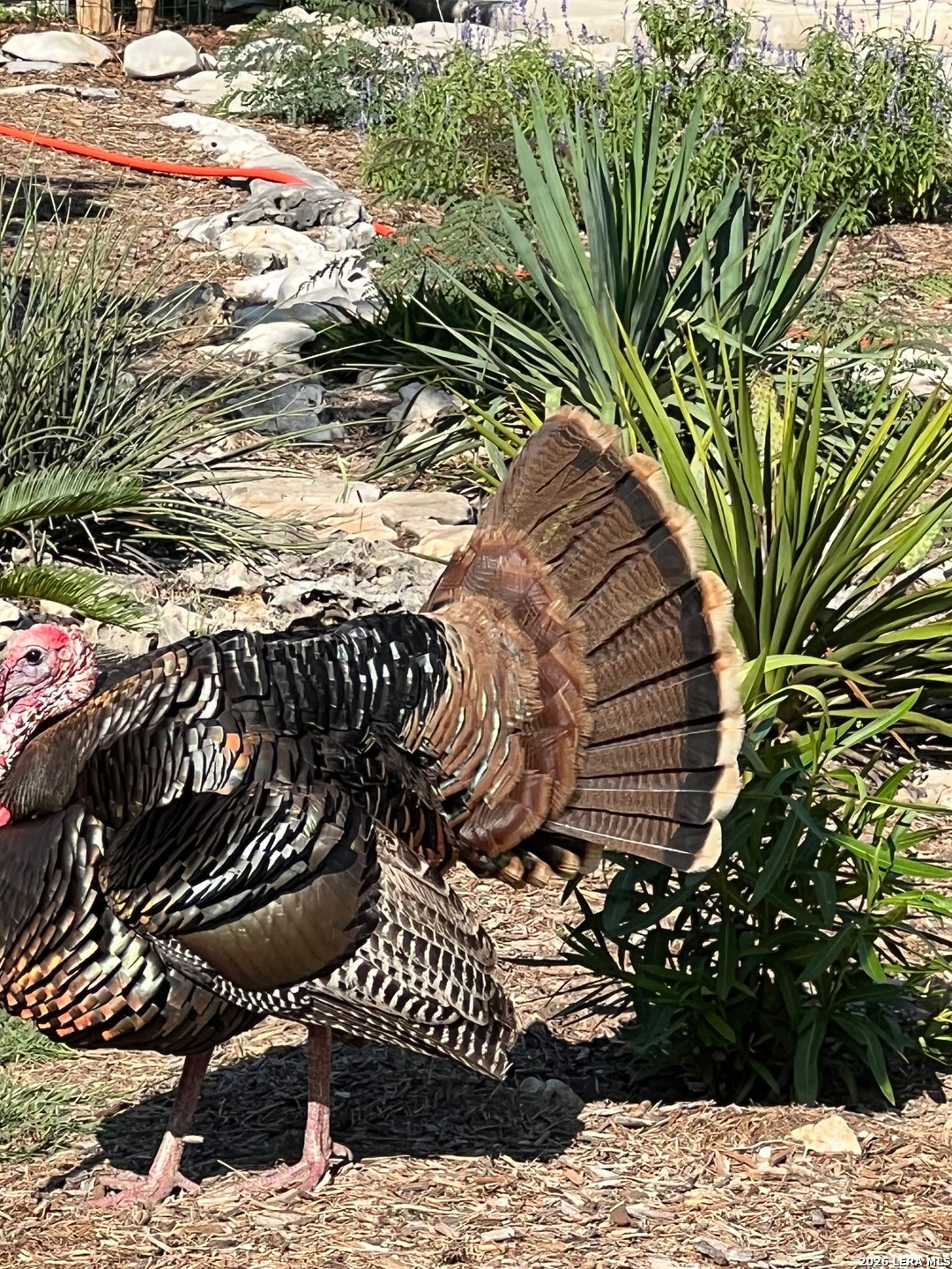 1257 Magnum New Braunfels TX 78132