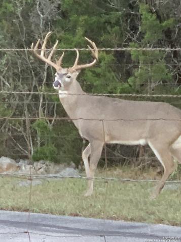 29746 Fm 3009 New Braunfels TX 78132