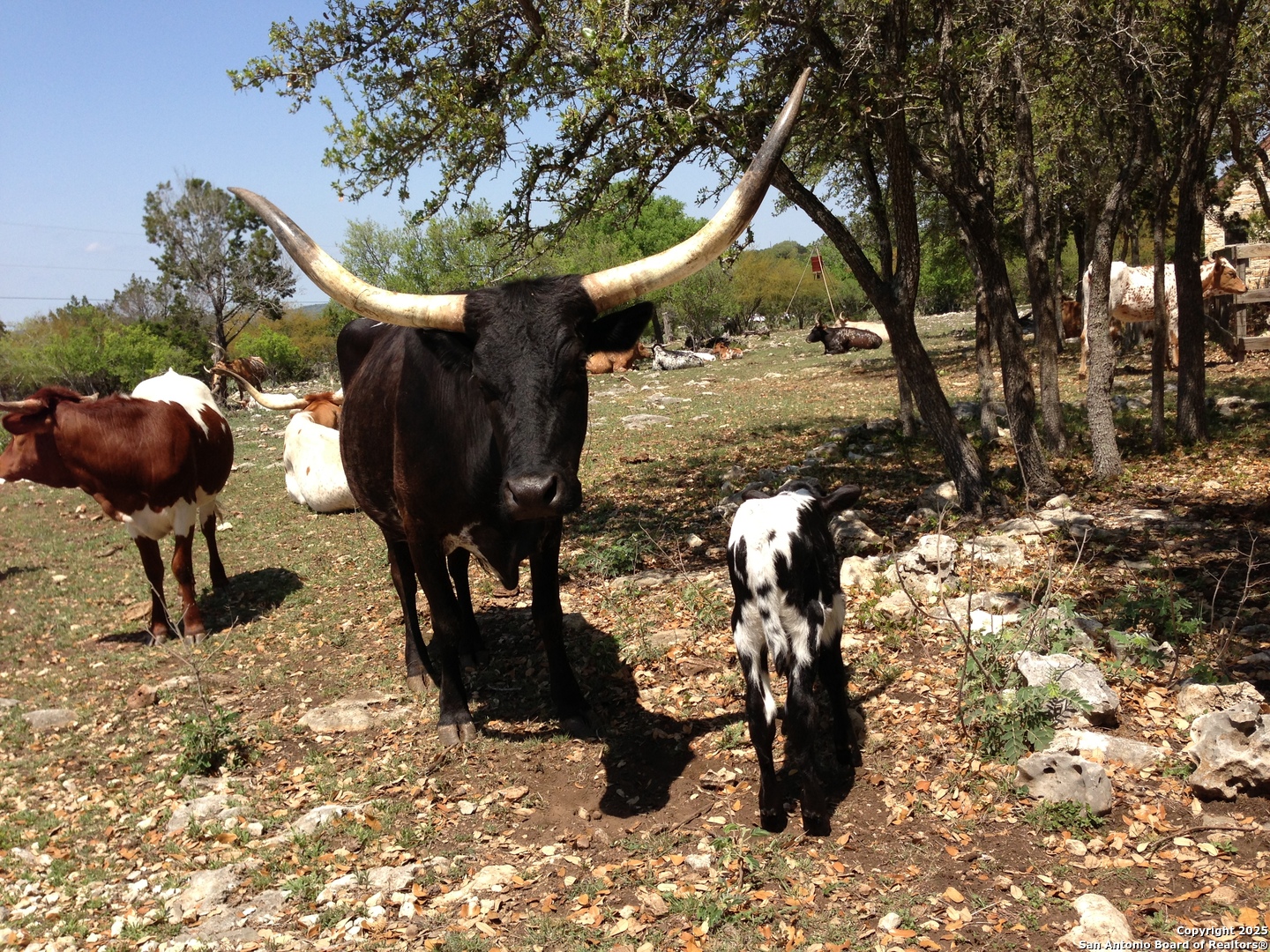 29746 Fm 3009 New Braunfels TX 78132
