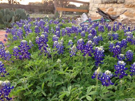 29746 Fm 3009 New Braunfels TX 78132