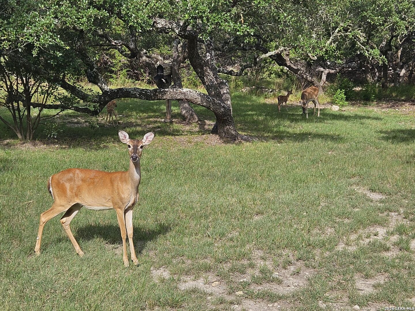 168 Danube Pass Boerne TX 78006