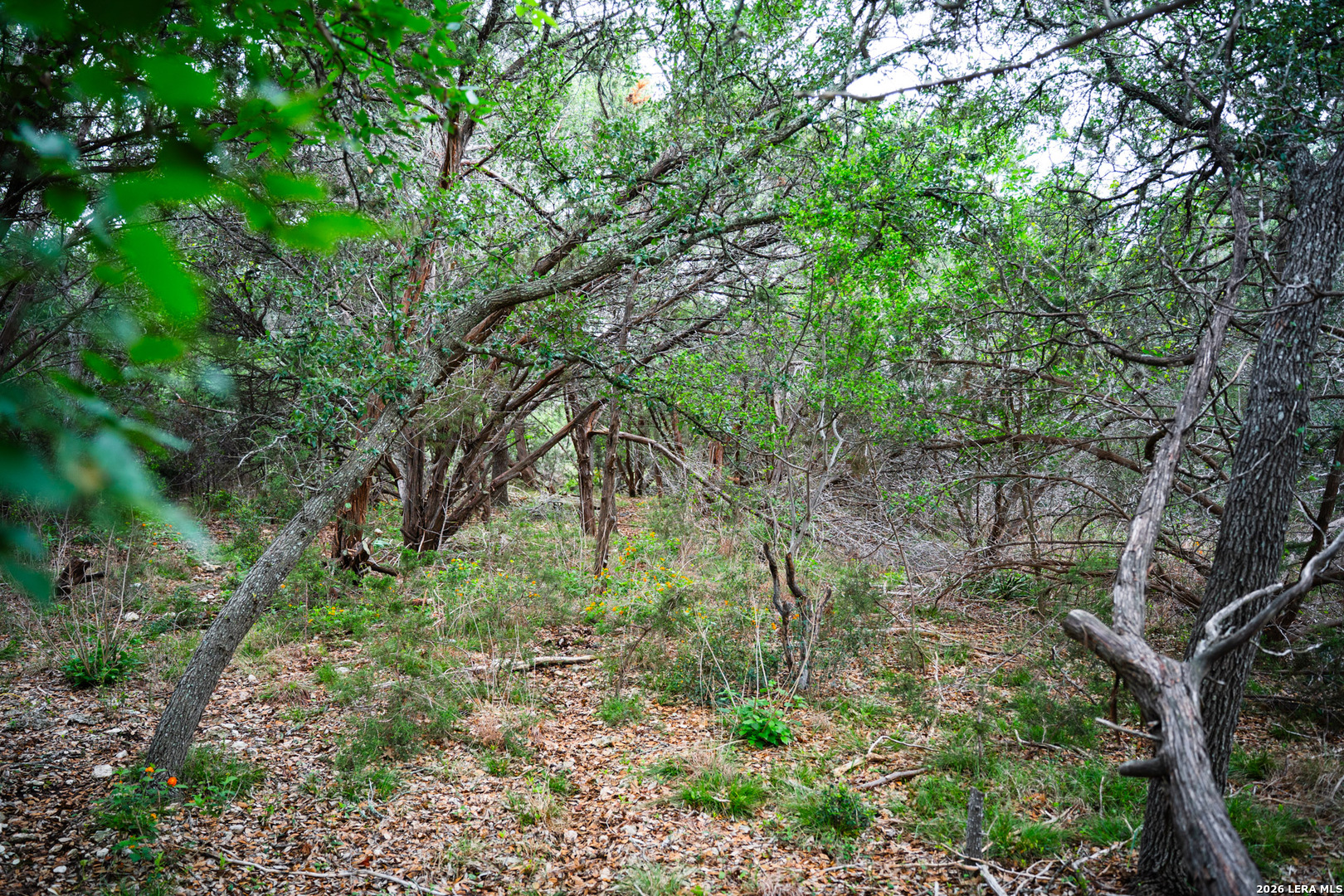 25815 Green River Drive San Antonio TX 78260
