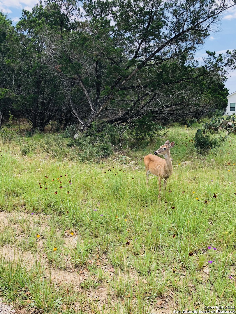 558 Wagon Wheel Drive Canyon Lake TX 78133