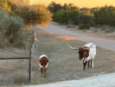 1041 Homestead Ridge New Braunfels TX 78132