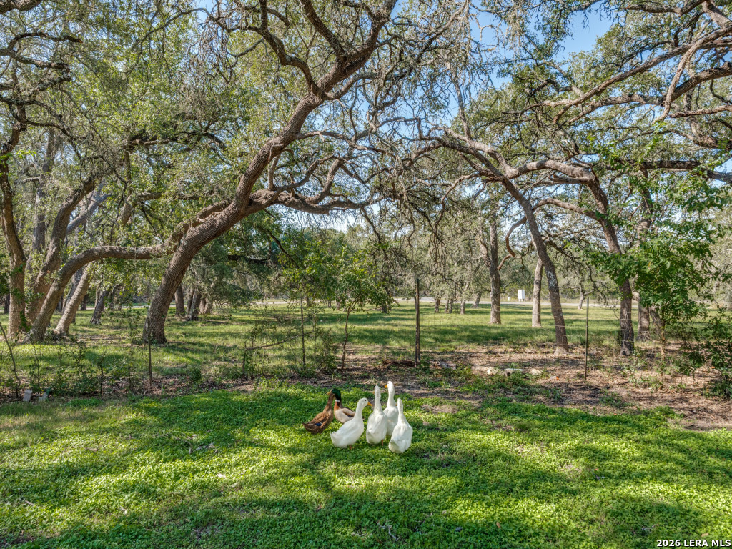 1705 Rolling Hills Road Blanco TX 78606