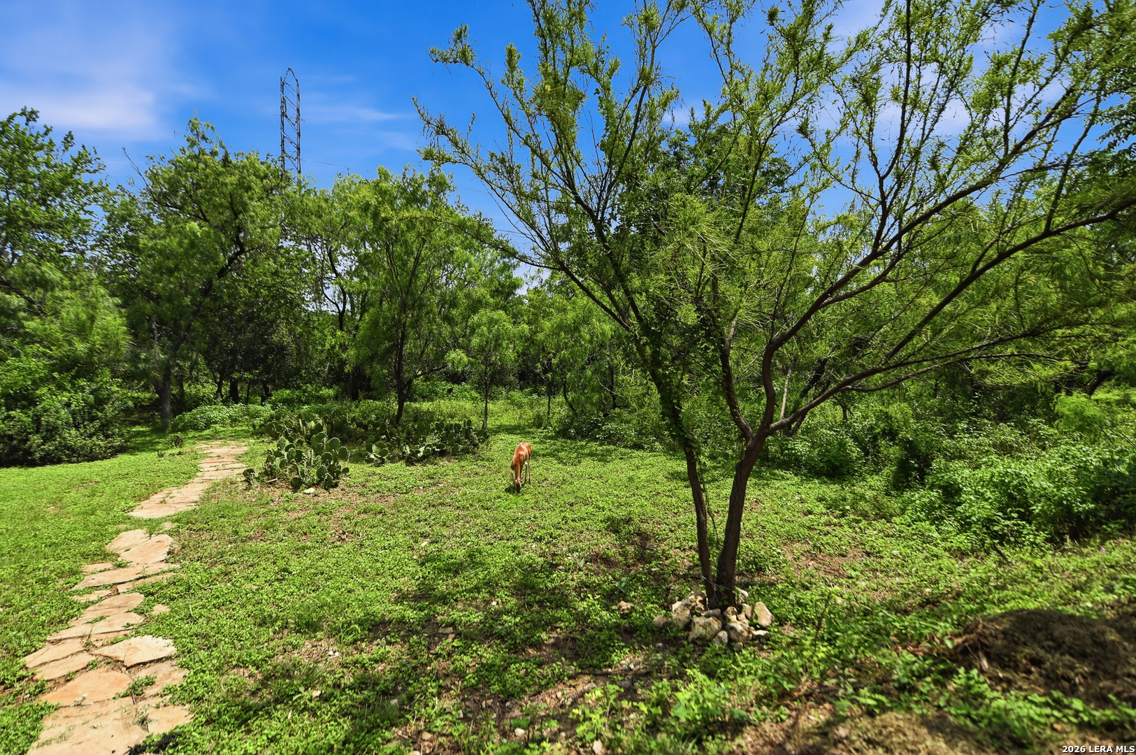 1026 Windmill Palm San Antonio TX 78216