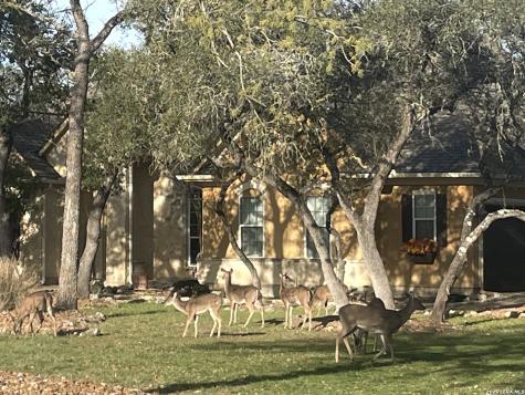 158 Lantana Cerro Spring Branch TX 78070