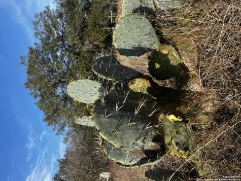 Lot 28 Mariposa Drive Poteet TX 78065