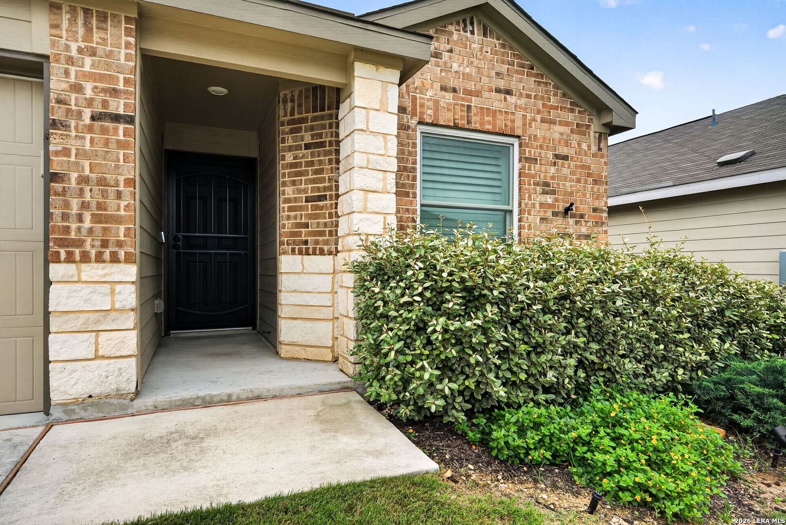 1921 Grey Wagtail New Braunfels TX 78130