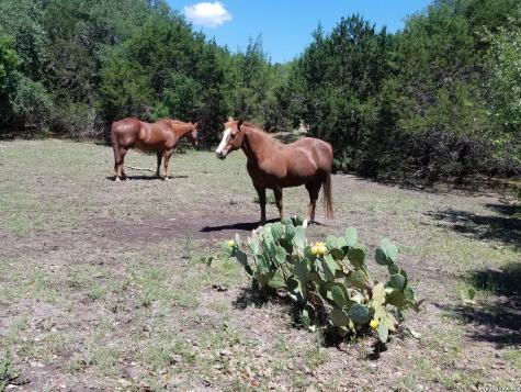1041 Mystic Breeze Spring Branch TX 78070