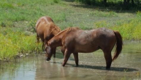 1041 Mystic Breeze Spring Branch TX 78070