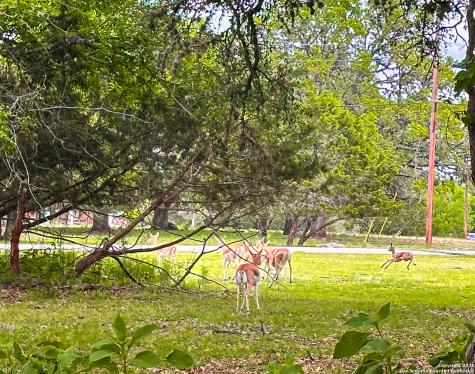 Lot 12 Brown Saddle Bandera TX 78003