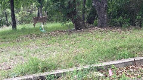 Lot 270 Forest Cliffs San Antonio TX 78253