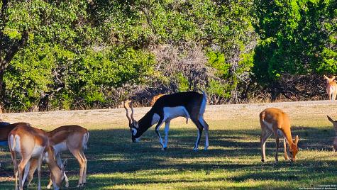 Lot 55 Brown Saddle Bandera TX 78003