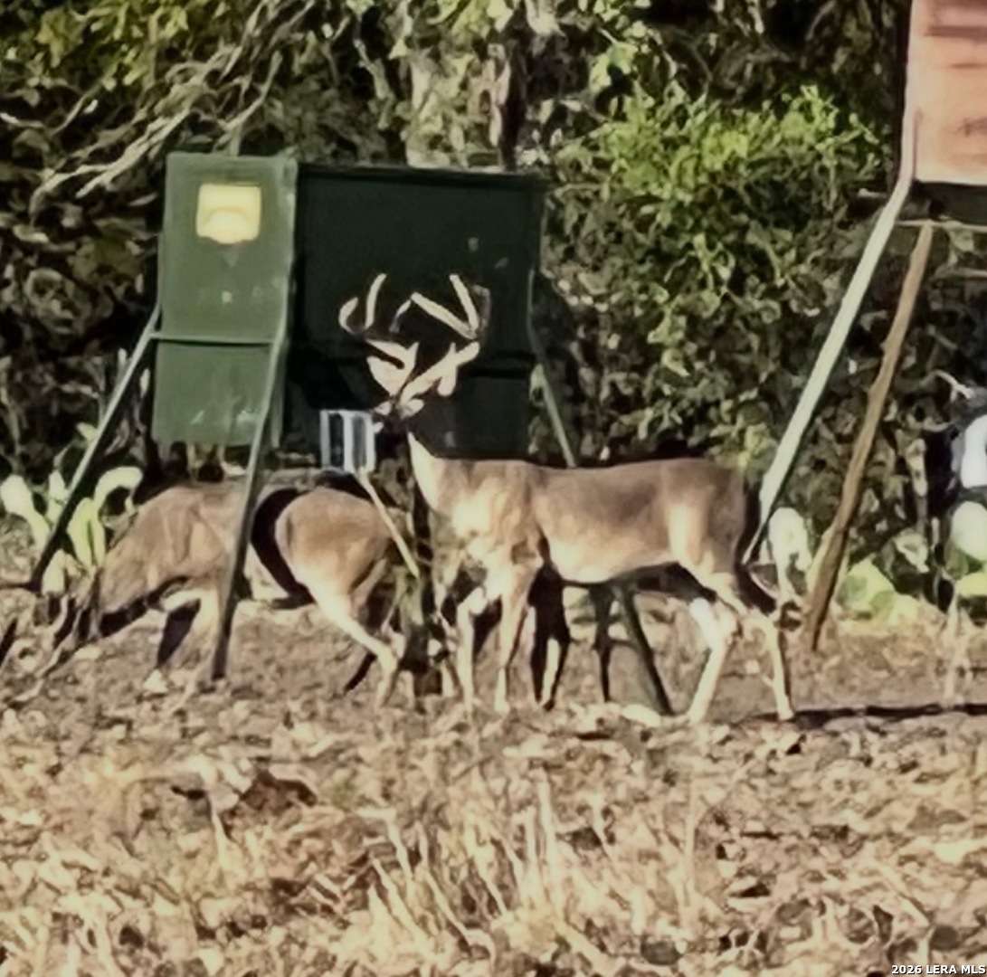 365 Bluff Creek Center Point TX 78010