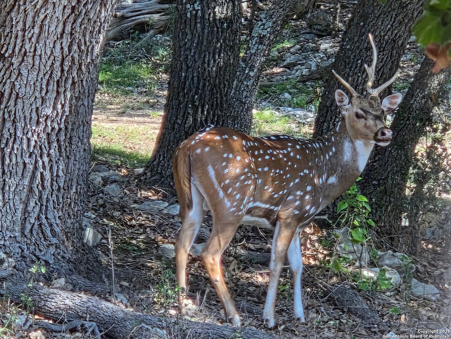 501 River Mountain Drive Boerne TX 78006