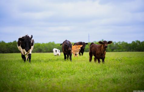 366 County Road 2543 Moore TX 78057
