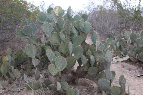 Tbd County Road 573 Castroville TX 78009