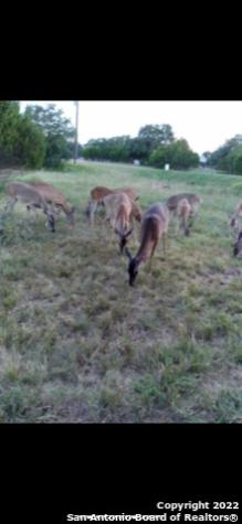 155 Pr 1513 Bandera TX 78003