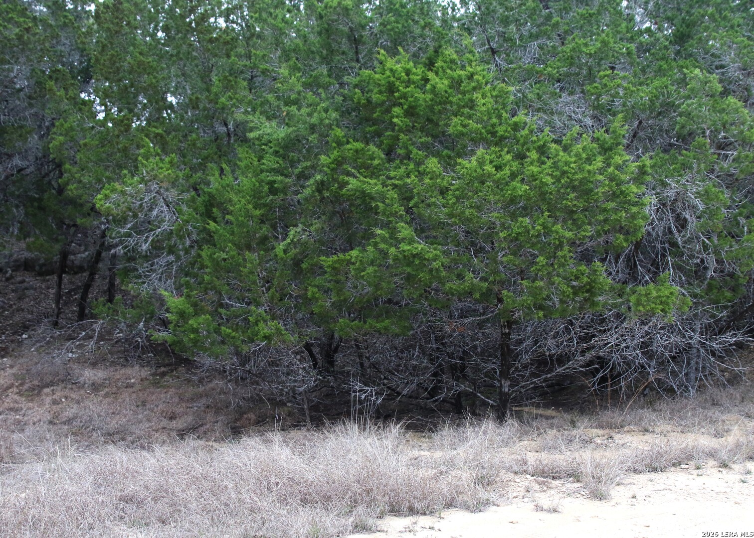 169 Red Bluff Drive Pipe Creek TX 78063