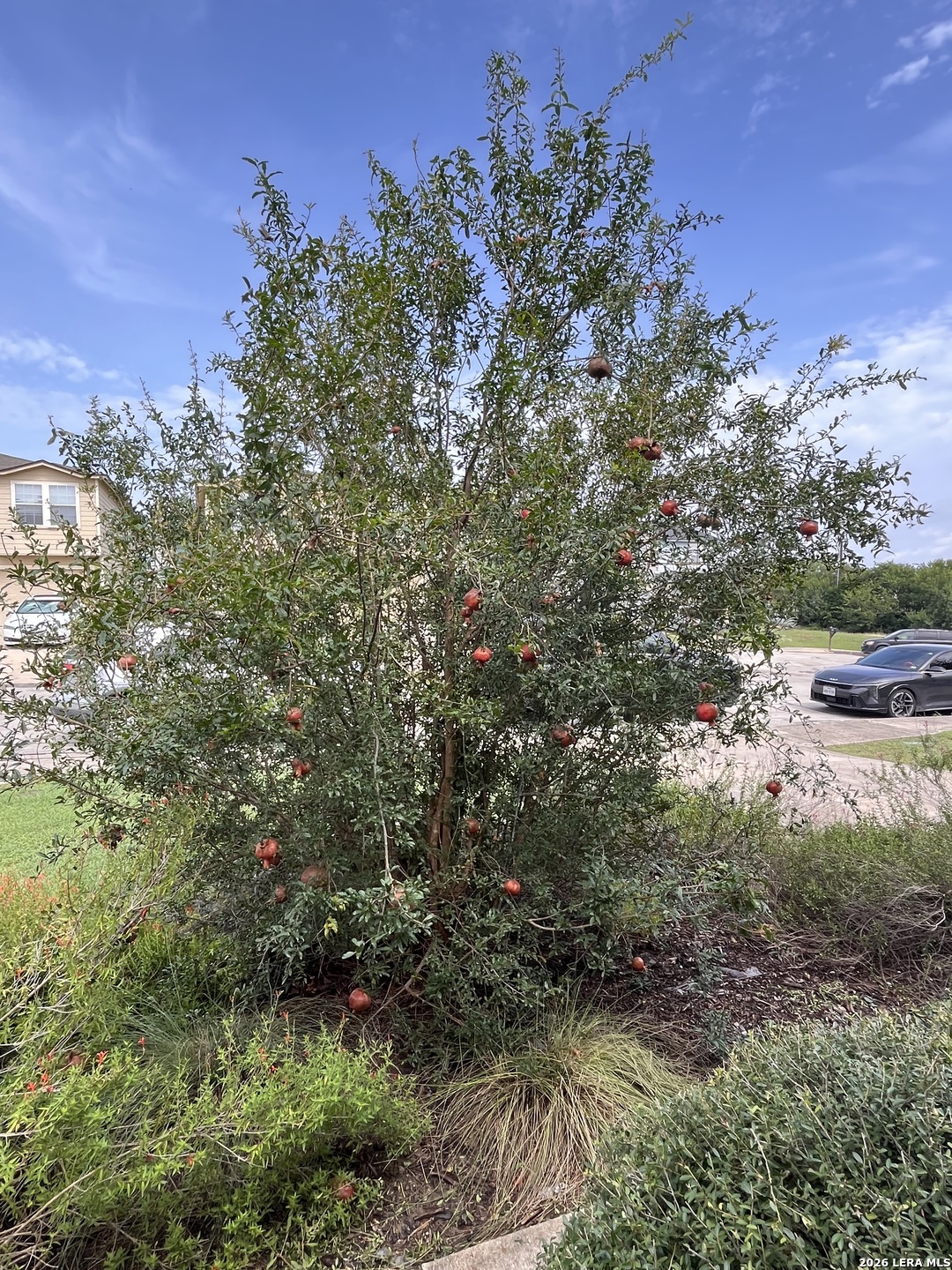 3614 Amber Leaf San Antonio TX 78245