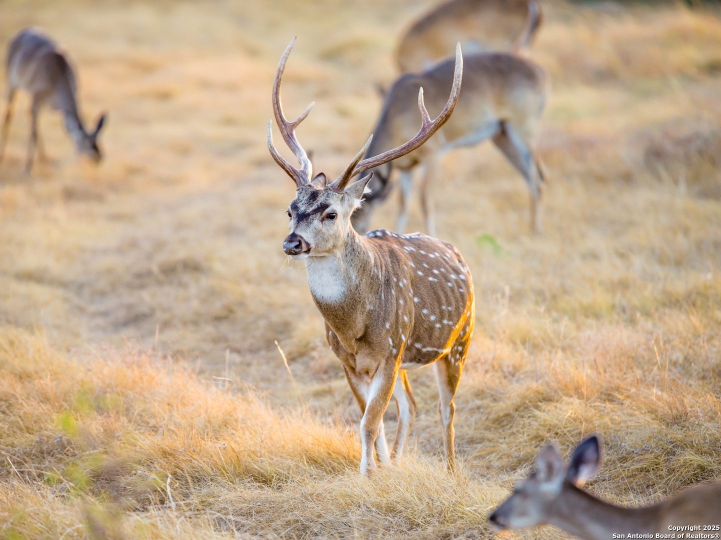 Lot 29 Vaquero Pass Boerne TX 78006