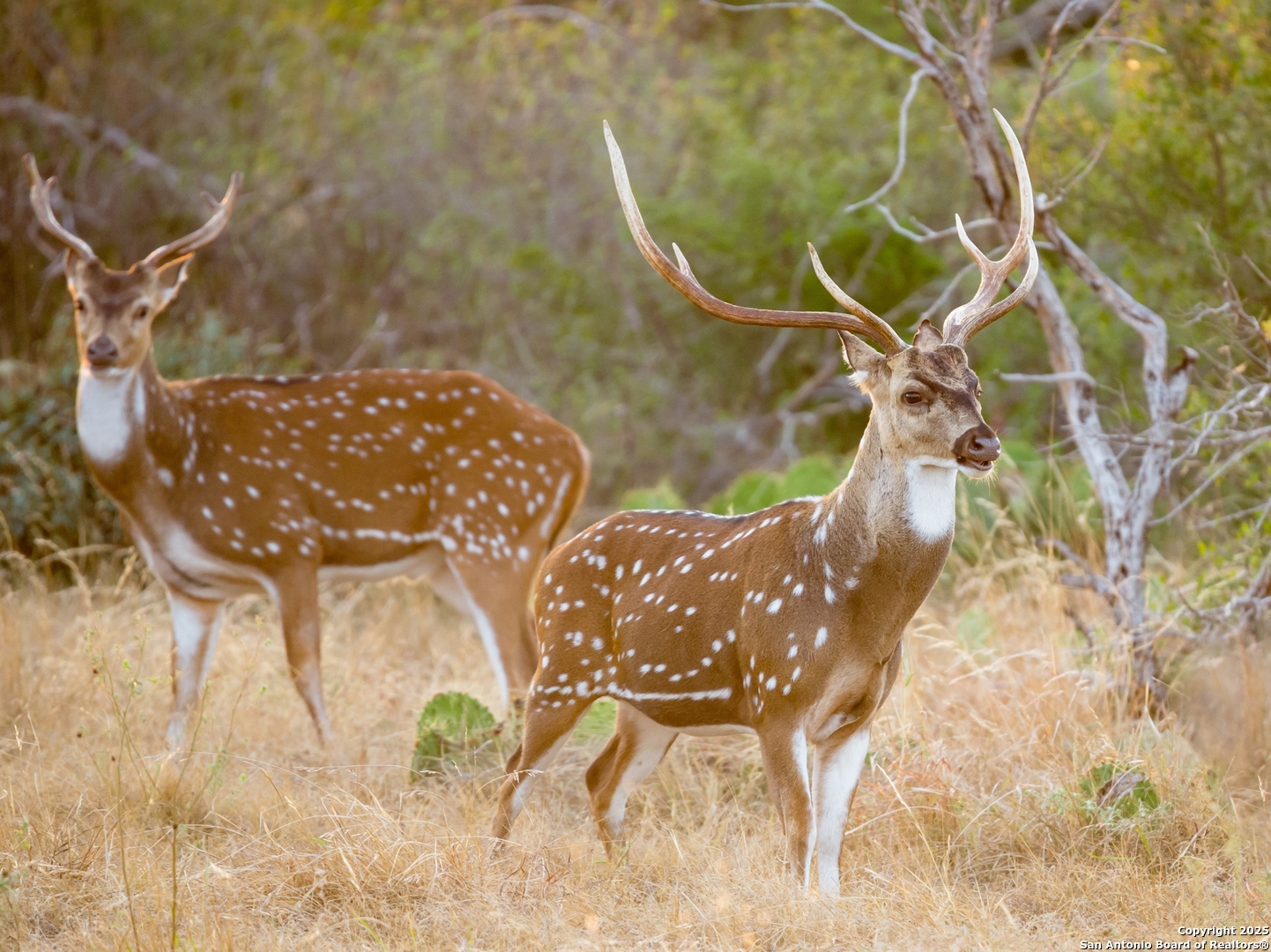 Lot 29 Vaquero Pass Boerne TX 78006