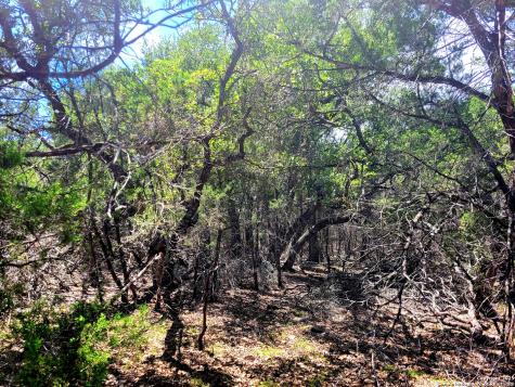 1680 Stallion Springs Drive Fischer TX 78623