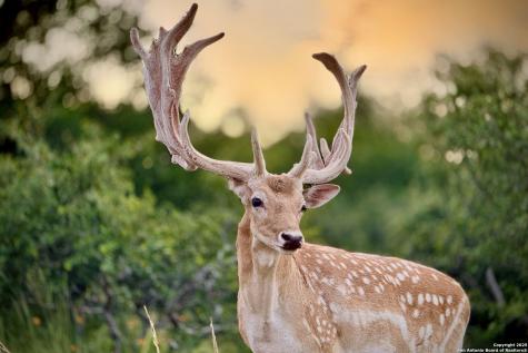 1023 Comanche Ridge New Braunfels TX 78132