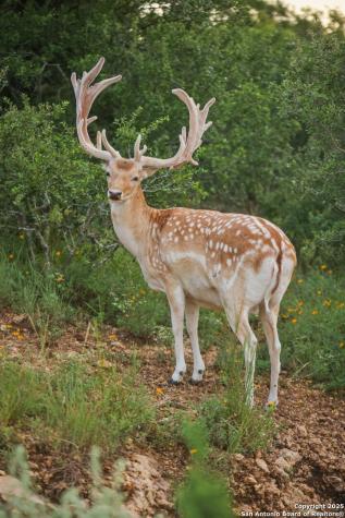 1023 Comanche Ridge New Braunfels TX 78132