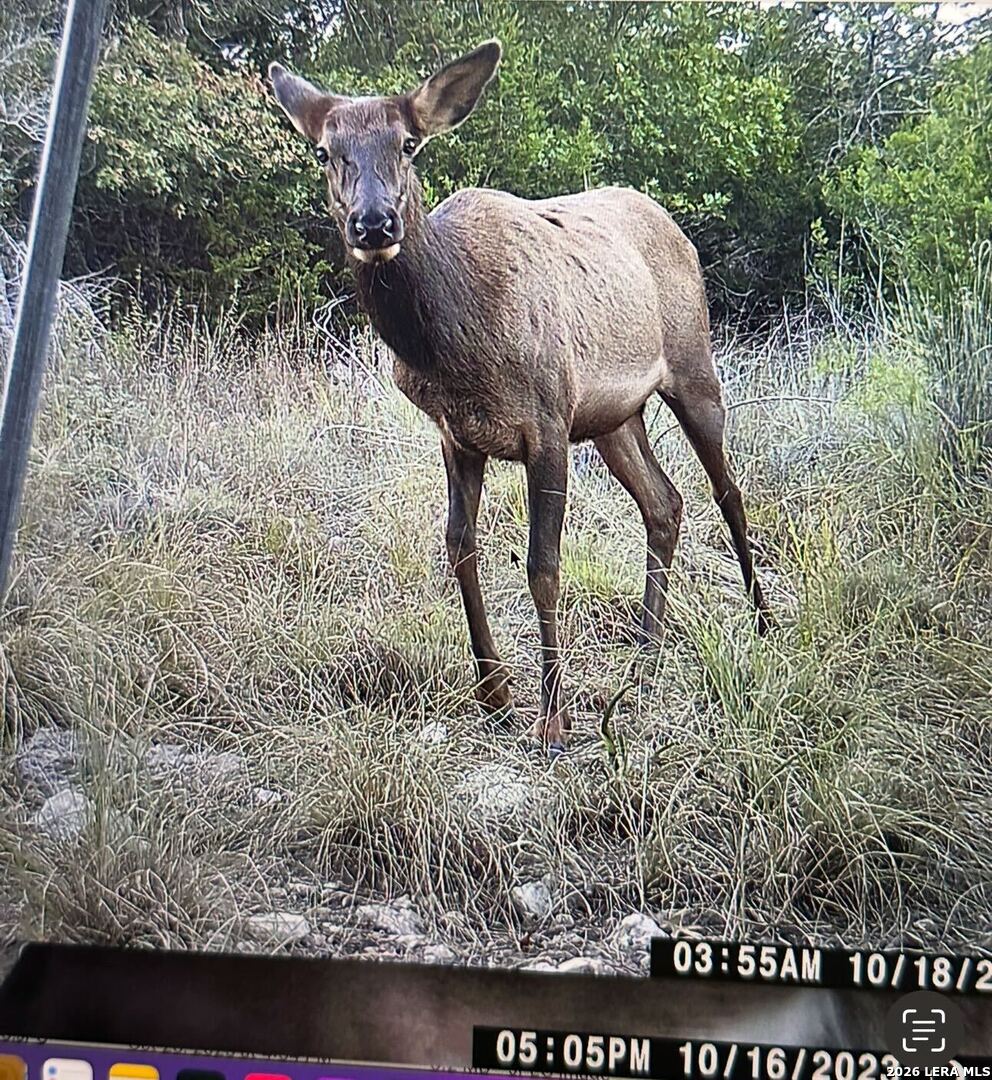 97 Coleman Springs Boerne TX 78006