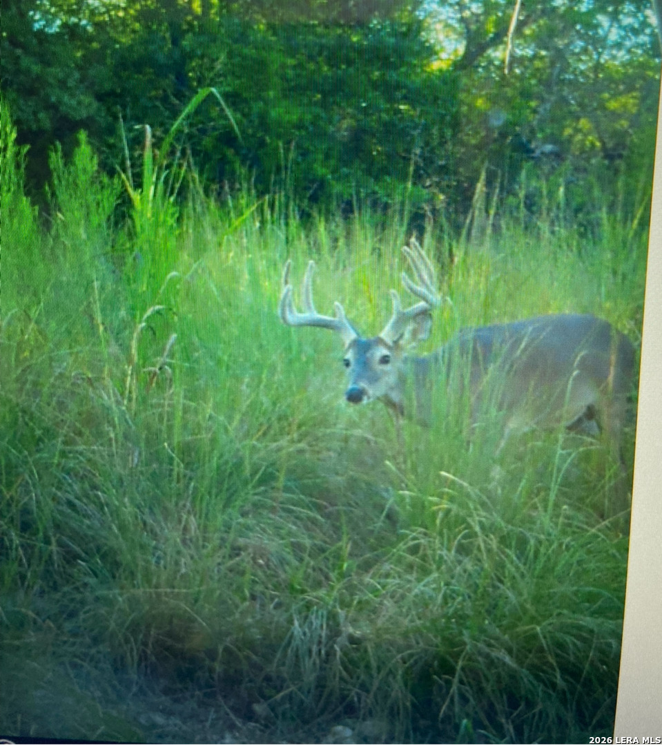 97 Coleman Springs Boerne TX 78006