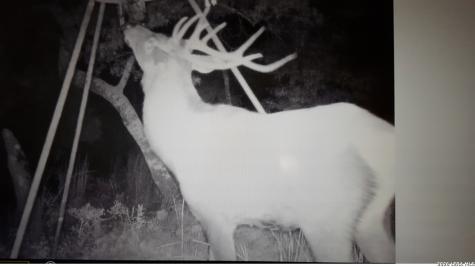 97 Coleman Springs Boerne TX 78006
