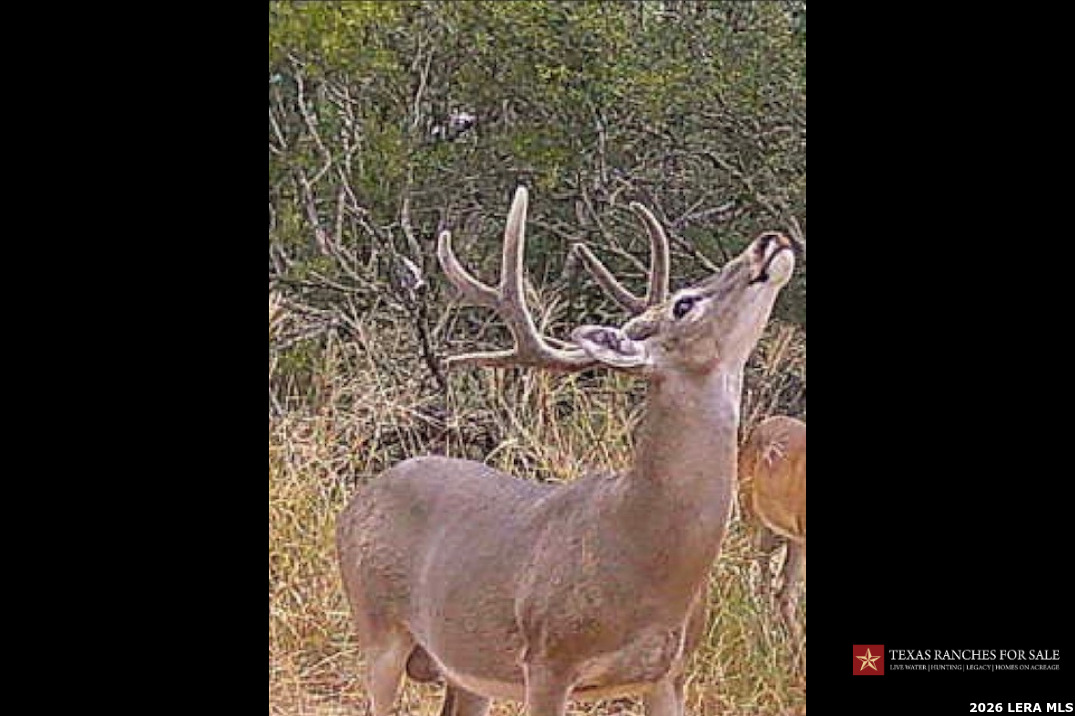 3355 Jim Brite Road Pleasanton TX 78064