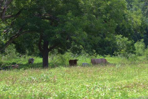 0 County Road 240 Waelder TX 78632