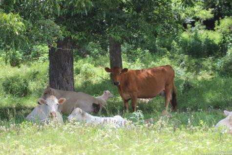 0 County Road 240 Waelder TX 78632