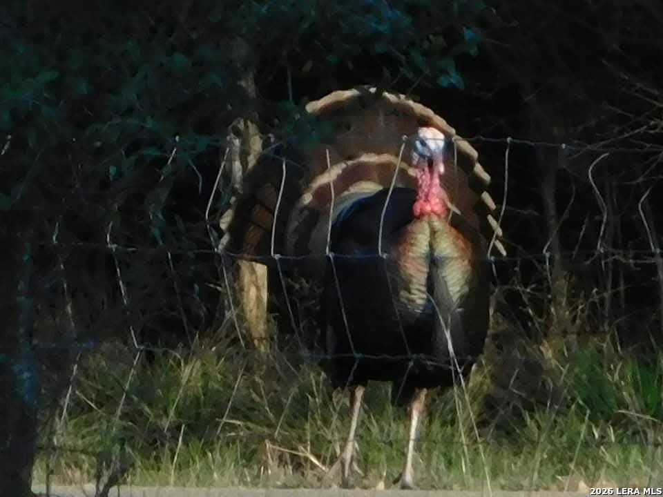 1892 N Thunder Creek Road Utopia TX 78884